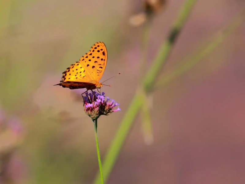 季节更迭周期：春季生态复苏与生命力演变机制