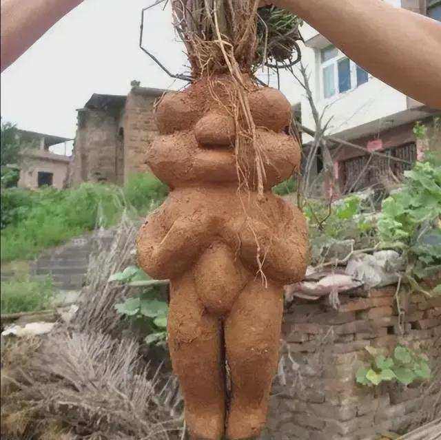  世纪生态演变：解析野生珍稀植株的生长奥秘 新闻 世纪生态演变：解析野生珍稀植株的生长奥秘 新闻 世纪生态演变：解析野生珍稀植株的生长奥秘 新闻