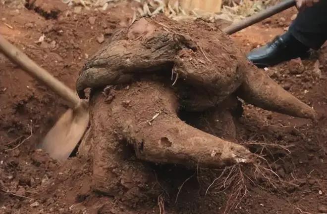  世纪生态演变：解析野生珍稀植株的生长奥秘 新闻 世纪生态演变：解析野生珍稀植株的生长奥秘 新闻 世纪生态演变：解析野生珍稀植株的生长奥秘 新闻