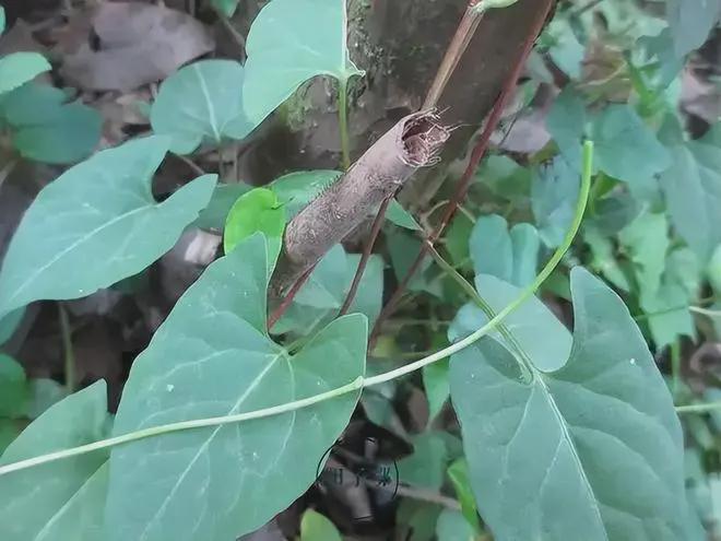  世纪生态演变：解析野生珍稀植株的生长奥秘 新闻 世纪生态演变：解析野生珍稀植株的生长奥秘 新闻 世纪生态演变：解析野生珍稀植株的生长奥秘 新闻