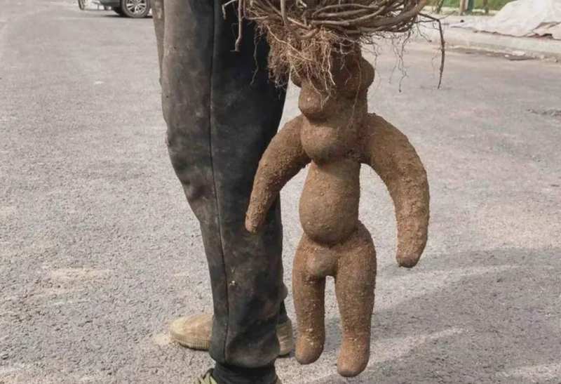  世纪生态演变：解析野生珍稀植株的生长奥秘 新闻 世纪生态演变：解析野生珍稀植株的生长奥秘 新闻 世纪生态演变：解析野生珍稀植株的生长奥秘 新闻