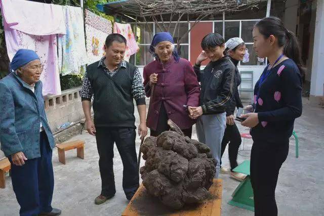  世纪生态演变：解析野生珍稀植株的生长奥秘 新闻 世纪生态演变：解析野生珍稀植株的生长奥秘 新闻 世纪生态演变：解析野生珍稀植株的生长奥秘 新闻