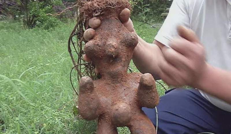  世纪生态演变：解析野生珍稀植株的生长奥秘 新闻 世纪生态演变：解析野生珍稀植株的生长奥秘 新闻 世纪生态演变：解析野生珍稀植株的生长奥秘 新闻