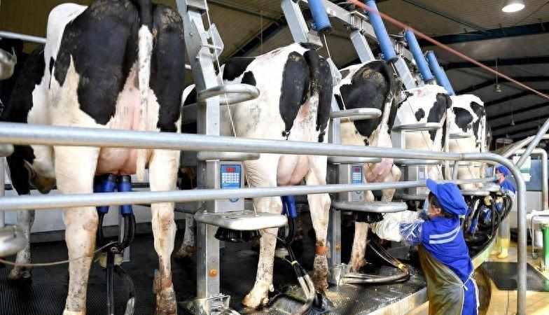  供需失衡下的中国乳业：产能狂欢后的结构性困局与破局路径 股票财经 供需失衡下的中国乳业：产能狂欢后的结构性困局与破局路径 股票财经