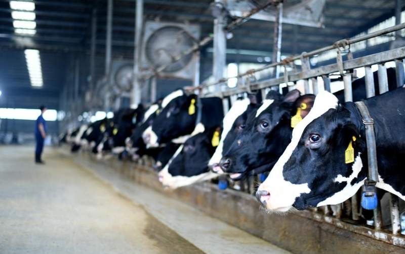  供需失衡下的中国乳业：产能狂欢后的结构性困局与破局路径 股票财经 供需失衡下的中国乳业：产能狂欢后的结构性困局与破局路径 股票财经