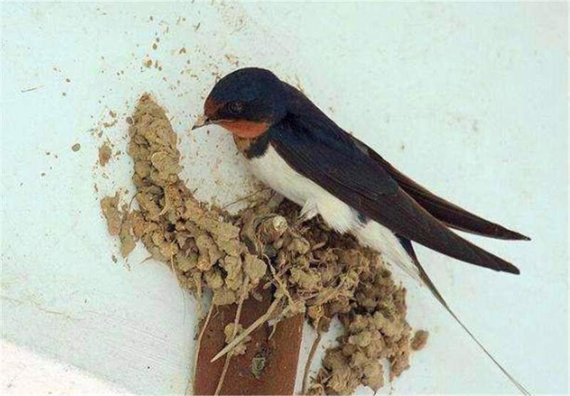  【生物学解密】燕子为何回避现代住宅？环境适配性背后的生存法则 文化旅游